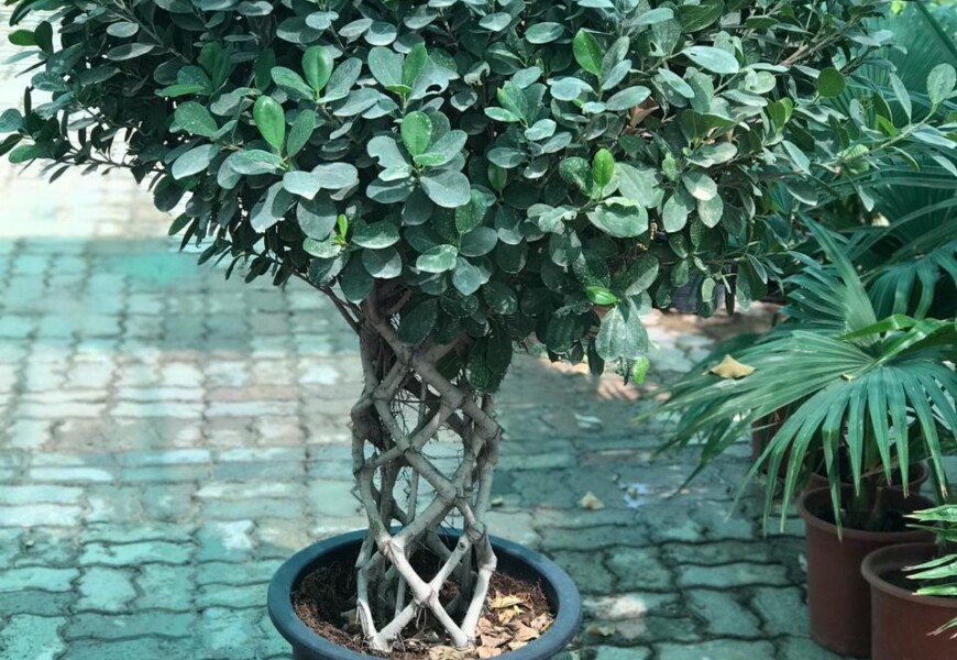 Фикус Панда (Ficus retusa cv. Panda)