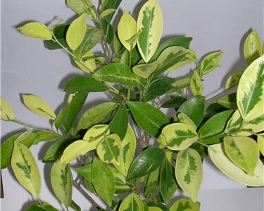 Фикус микрокарпа Вариегата (Ficus microcarpa Variegata)