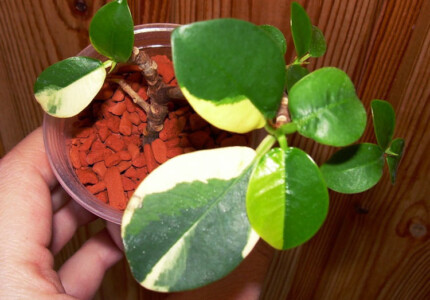 Фикус Грин Айленд (Ficus microcarpa Green Island variegata)