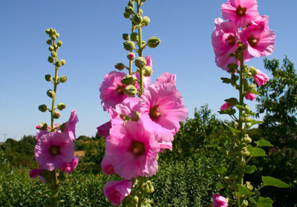 Шток-роза розовая (Alcea rosea)