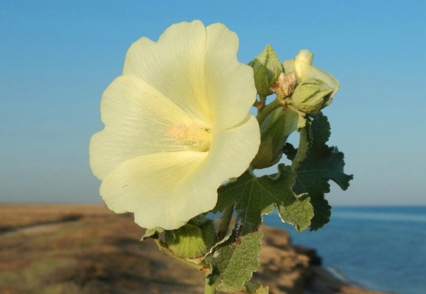 шток-роза морщинистая (Alcea rugosa)