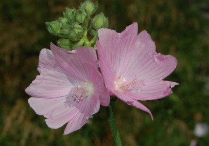 Мальва шток-розовая (Malva alcea)