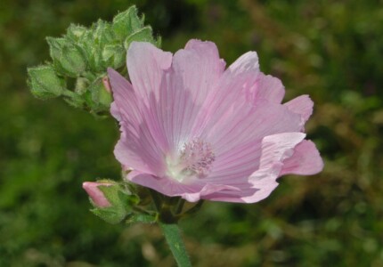 Мальва шток-розовая (Malva alcea)
