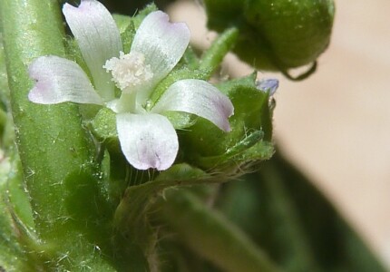 Мальва мелкоцветковая (Malva parviflora)