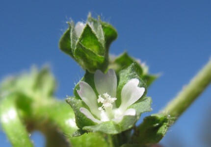 Мальва мелкоцветковая (Malva parviflora)