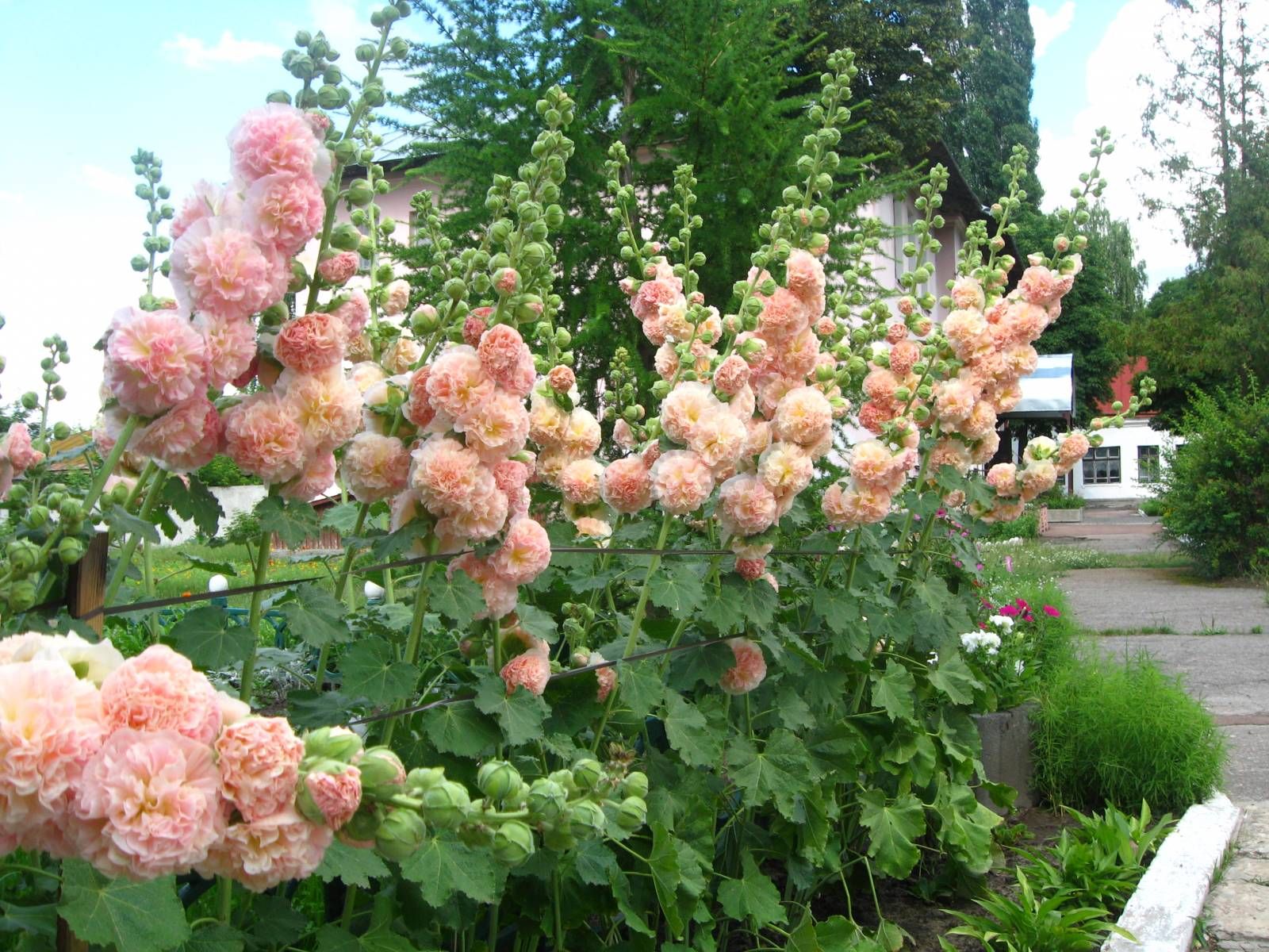Штокроза (65 фото): описание многолетних сортов цветка. Различия с мальвой, выращивание розовой штокрозы в саду. Болезни и вредители