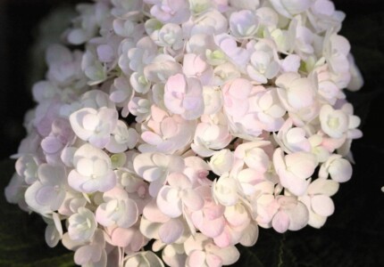 Гортензия «Румянец невесты» (Hydrangea macrophylla Blushing Bride)