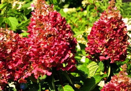 Гортензия «Вимс Ред» (Hydrangea paniculata Wim’s Red)
