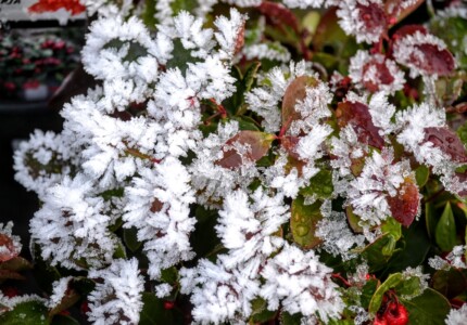 Гортензия «Винтер Сюрпрайз» (Hydrangea petiolaris Winter Surprise)