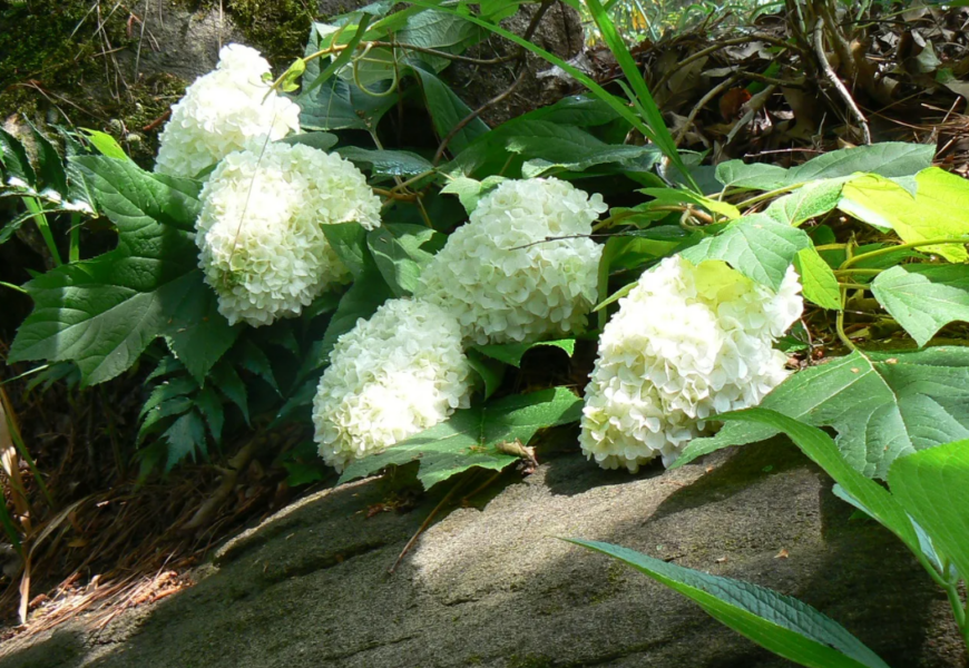 Гортензия «Гармония» (Hydrangea quercifolia Harmony)