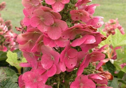 Гортензия «Руби Слипперс» (Hydrangea quercifolia Ruby Slippers)