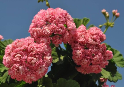 Пеларгония «Австралийская розовая» (Pelargonium rosebud Australien Pink)