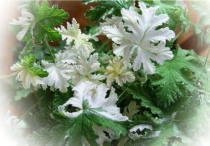 Пеларгония ароматная «Сноуфлейк» (Pelargonium graveolens Both’s Snowflake)