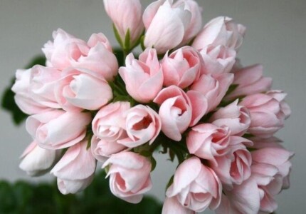 Пеларгония тюльпановидная «Эмма» (Pelargonium tulipa Emma)