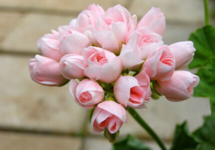 Пеларгония тюльпановидная «Эмма» (Pelargonium tulipa Emma)