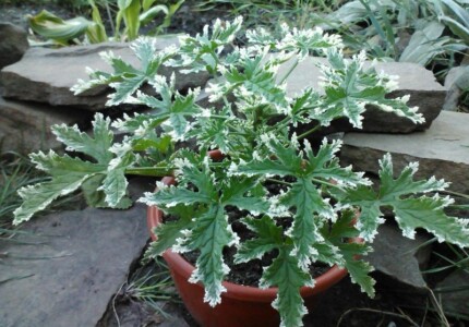 Пеларгония душистая «Fragrant Frosty» (Pelargonium graveolens Fragrant Frosty)