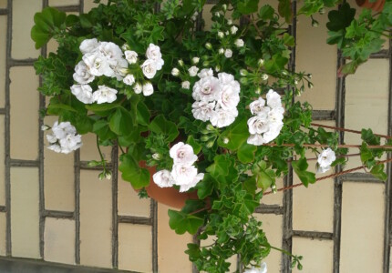 Пеларгония плющелистная «Айс Роуз» (Pelargonium peltatum Ice Rose)