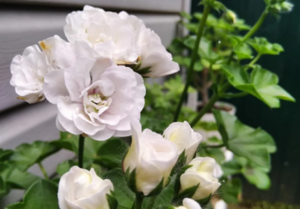 Пеларгония плющелистная «Айс Роуз» (Pelargonium peltatum Ice Rose)