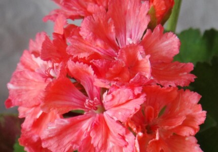 Пеларгония гвоздикоцветная «Ланкастриан» (Pelargonium carnation Lancastrian)