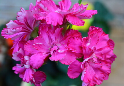 Пеларгония гвоздикоцветная «Церис» (Pelargonium Carnation Cerise)