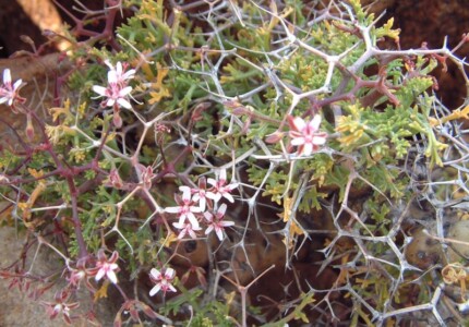Пеларгония пушистолистная (Pelargonium crithmifolium)