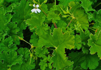 Пеларгония душистая / пеларгония метельчатая (Pelargonium odoratissimum)