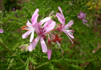 Пеларгония розовая (Pelargonium radens)