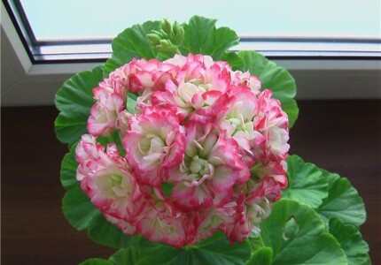 Пеларгония «Эпл Блоссом» (Pelargonium rosebud Apple Blossom)