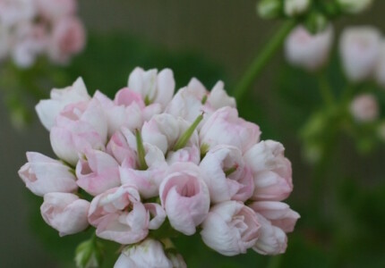 Пеларгония тюльпановидная «Марбаска» (Pelargonium tulipa Marbacka)