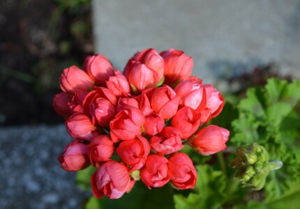 Пеларгония тюльпановидная «Ред Пандора» (Pelargonium tulipa Red Pandora)