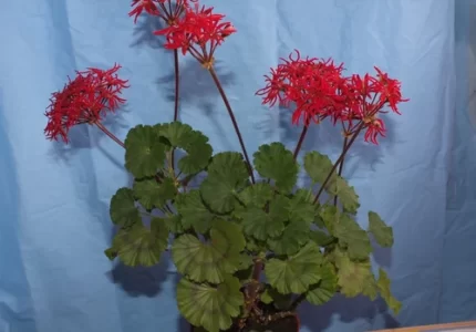 Пеларгония кактусовидная «Мини Чех» (Pelargonium cactus-flowered Mini chzech)