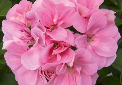 Пеларгония плющелистная «Роял Лайт Пинк» (Pelargonium Royal Light Pink)