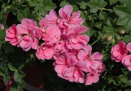 Пеларгония плющелистная «Роял Лайт Пинк» (Pelargonium Royal Light Pink)