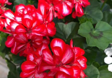 Пеларгония плющелистная «Иви Роял Свит Кэнди» (Pelargonium Ivy Royal Sweet Candy)