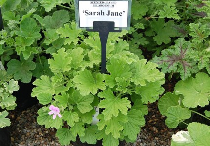 Пеларгония душистая «Candy Dancer» (Pelargonium scented-leaved Sarah Jane)