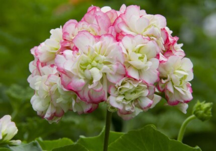 Пеларгония «Эпл Блоссом» (Pelargonium rosebud Apple Blossom)
