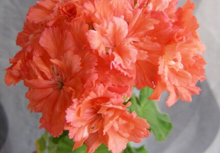 Пеларгония гвоздикоцветная «Диана Палмер» (Pelargonium carnation Diana Palmer)