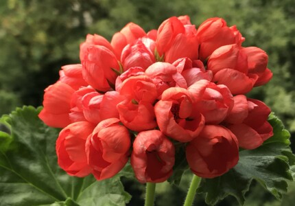 Пеларгония тюльпановидная «Ред Пандора» (Pelargonium tulipa Red Pandora)