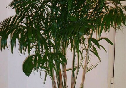 Хамедорея высокая (Chamaedorea elatior)