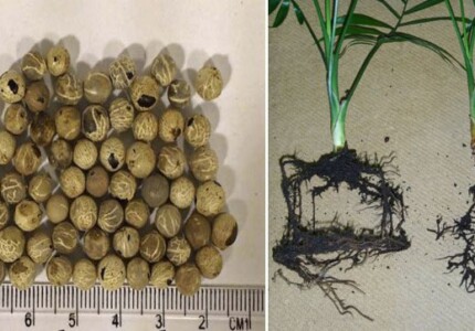 Размножение хамедореи семенами