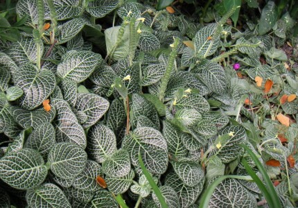Фиттония беложильчатая (Fittonia albivenis)