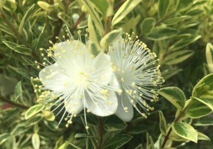 Мирт пестролистный (Myrtus communis Variegata)
