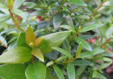 Мирт крупнолистный (Myrtus communis macrophylla)