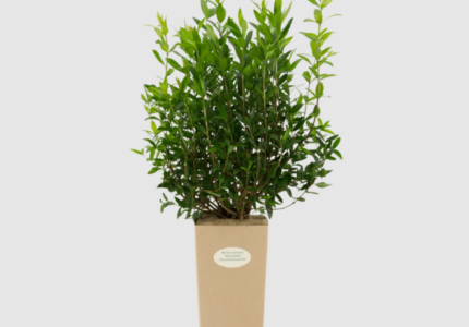 Мирт крупнолистный (Myrtus communis macrophylla)