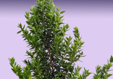 Мирт мелколистный (Myrtus communis microphylla)