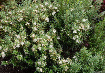 Мирт мелколистный (Myrtus communis microphylla)