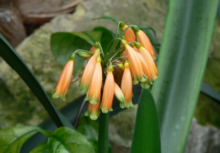 Кливия Гардена (Clivia gardenii)