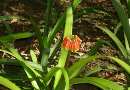Кливия нобилис (Clivia nobilis)