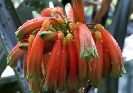 Кливия стеблевая (Сlivia caulescens)