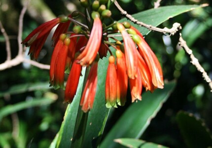 Кливия стеблевая (Сlivia caulescens)